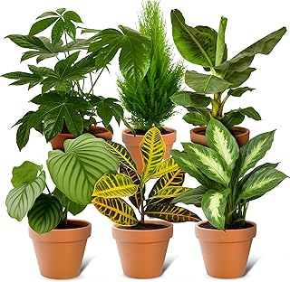 Les meilleures plantes d'intérieur pour purifier votre air Lot de 6 plantes surprises | +/- 40-70cm | Pot de