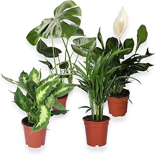 Les meilleures plantes d'intérieur pour purifier votre air Lot de 4 plantes « purificateur d