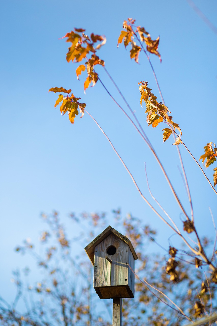 découvrez tout sur les birdhouses : conseils pour choisir, installer et entretenir votre nichoir afin d’attirer les oiseaux dans votre jardin. offrez-leur un abri sûr et naturel !