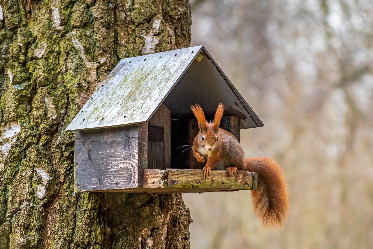 découvrez tout sur les birdhouses : conseils de fabrication, choix des matériaux, installation et astuces pour attirer les oiseaux dans votre jardin. créez un refuge naturel et observez la faune locale facilement !