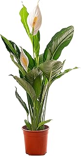 Les meilleures plantes d'intérieur pour purifier votre air Spathiphyllum, grande plante d
