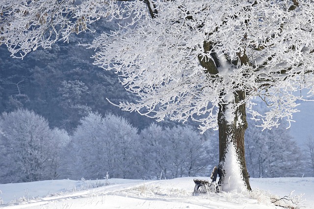 Jardin d’hiver : comment aménager un espace cosy et verdoyant